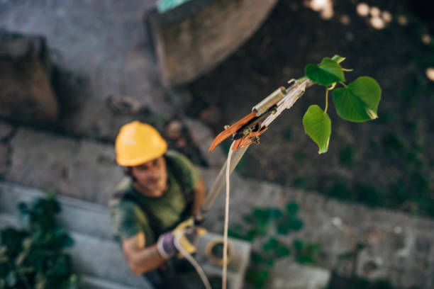 Best Tree Removal  in USA